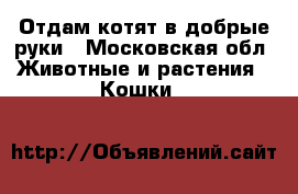 Отдам котят в добрые руки - Московская обл. Животные и растения » Кошки   